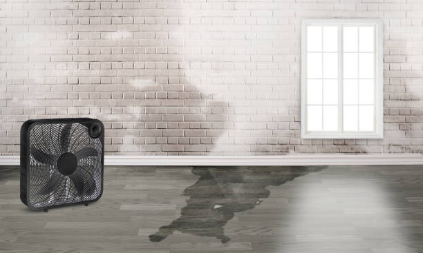 Best Basement water damage restoration  in Roseburg Nth, OR